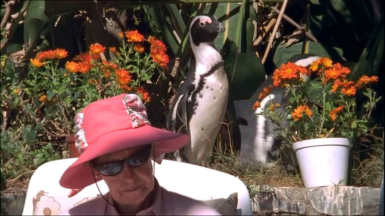 Backdrop for City Slickers: A tale of two African penguins