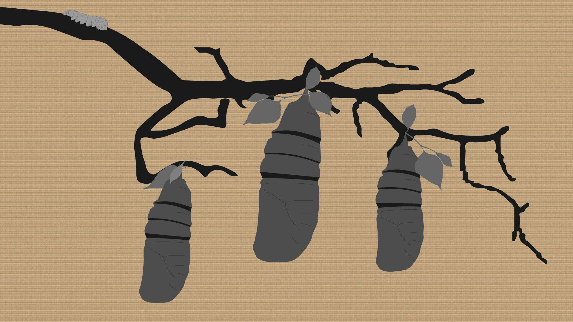 Backdrop for Reel #1: Surfing with Butterflies