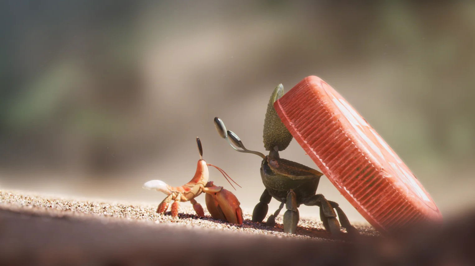 Backdrop for Shellfish