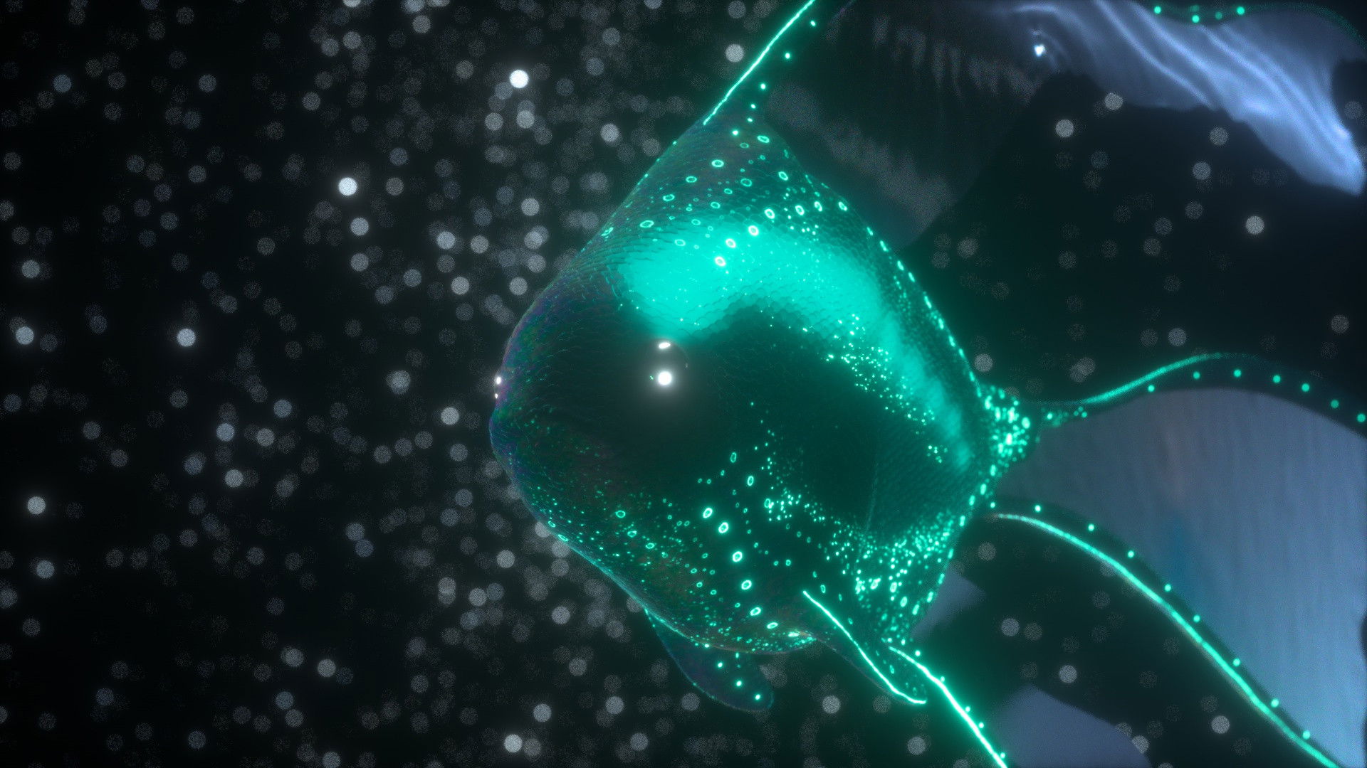 Backdrop for Luna Fish