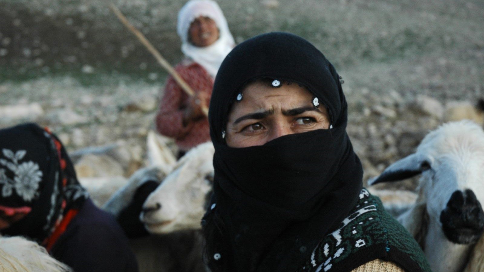 Backdrop for The Last Season: Shawaks