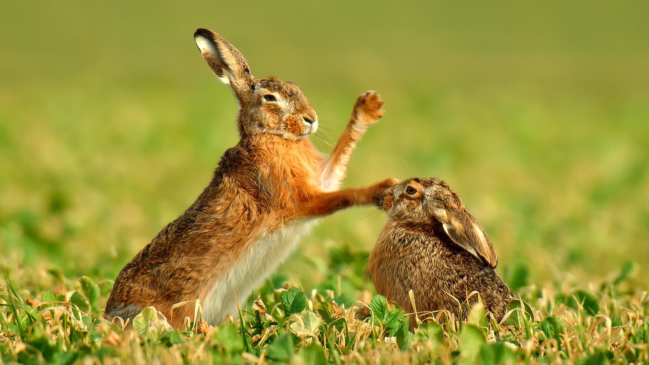 Backdrop for Nature's Magic Moments