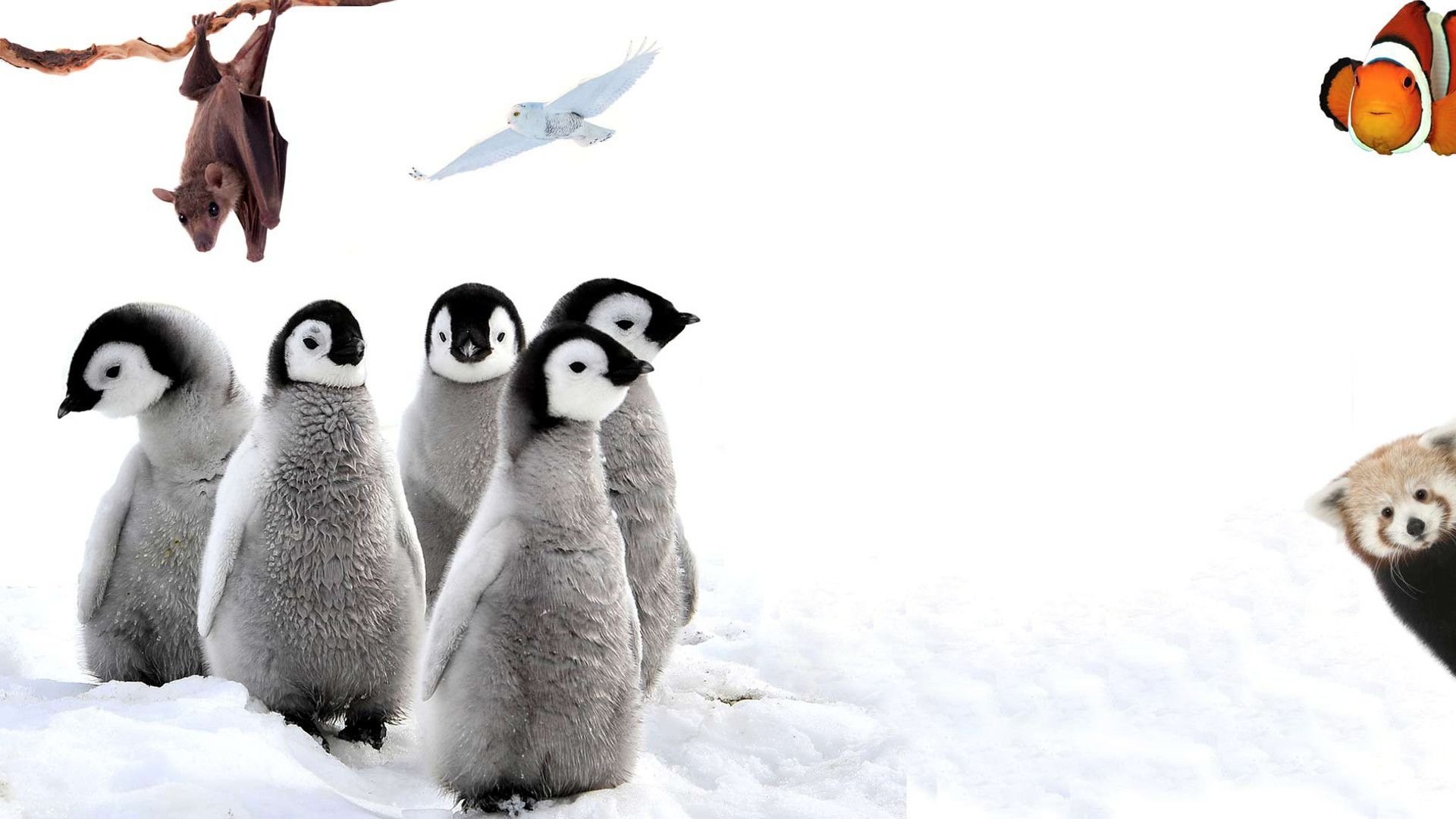 Backdrop for 72 Cutest Animals