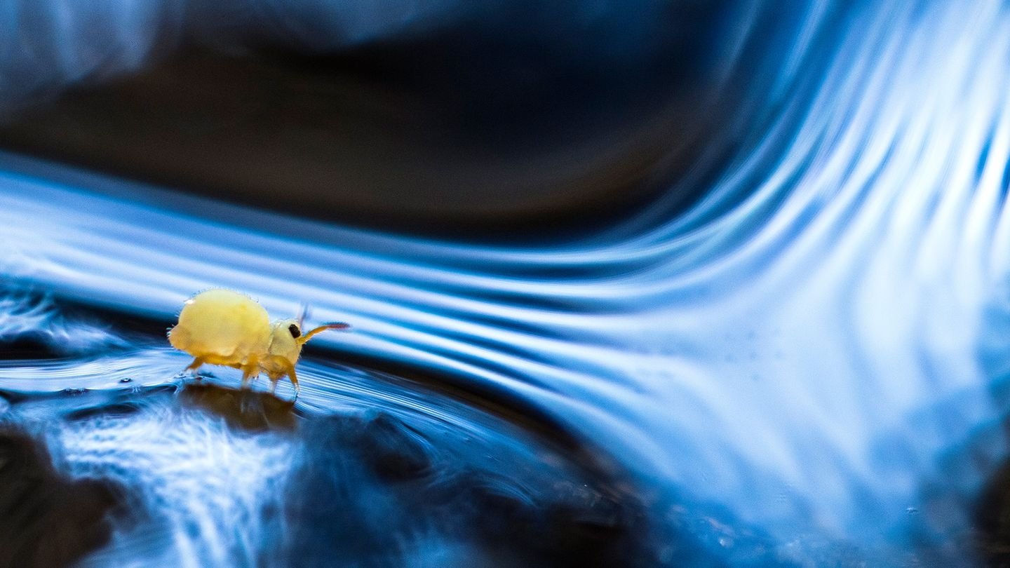 Backdrop for Collemboli - L'armata sotterranea