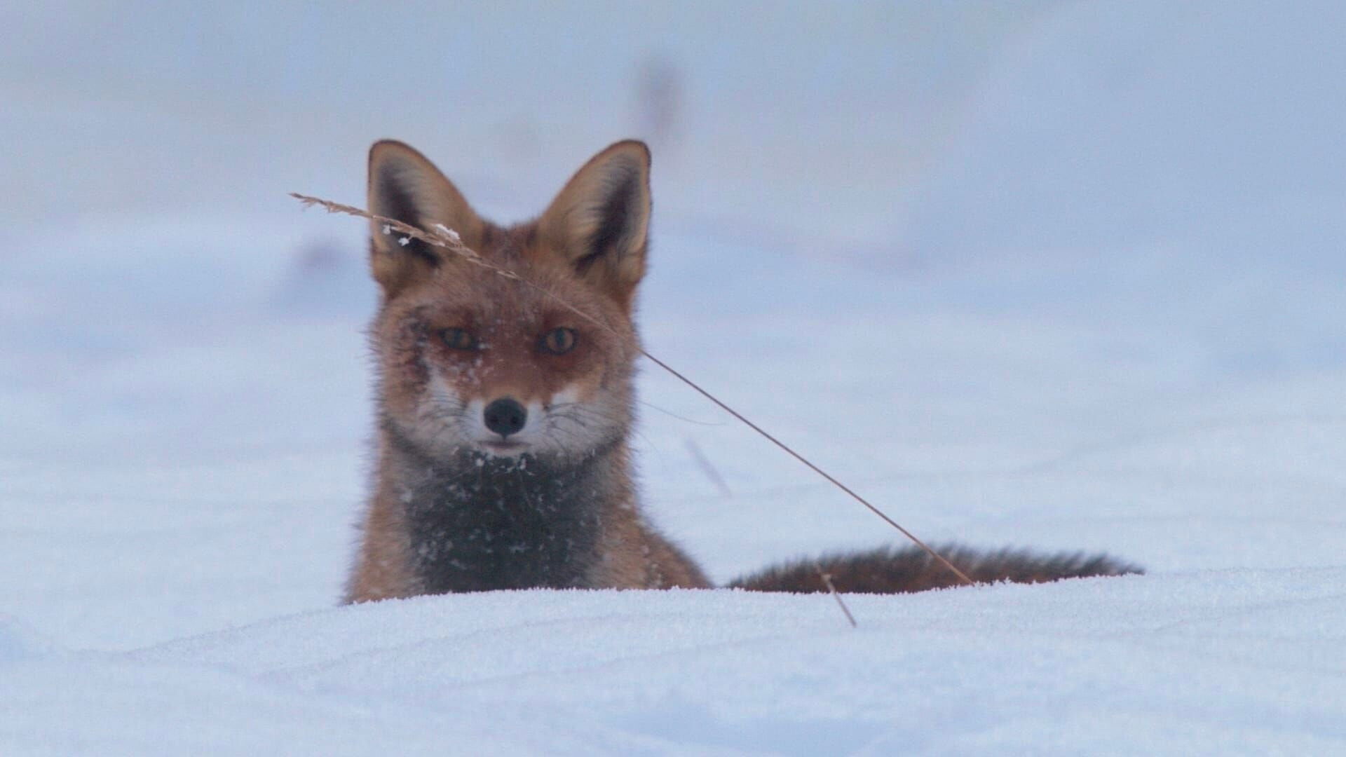 Backdrop for The Prince of the Forest