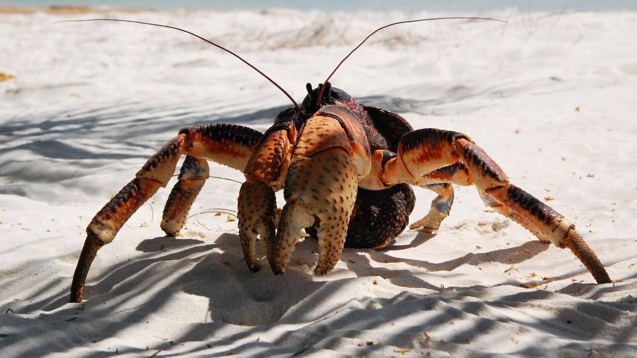 Backdrop for Aldabra: Once Upon an Island