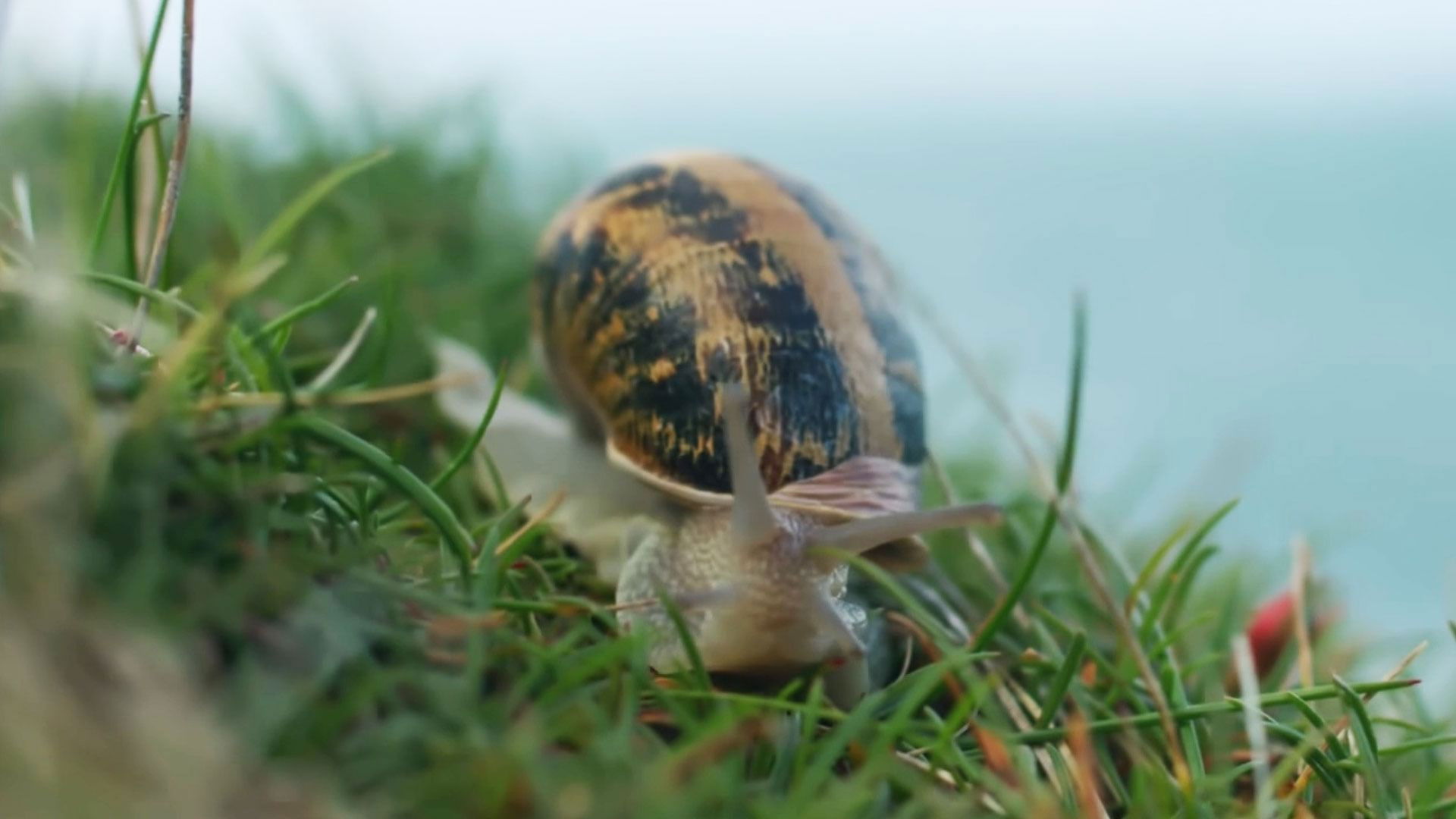Backdrop for Escargots, le grand voyage du petit-gris