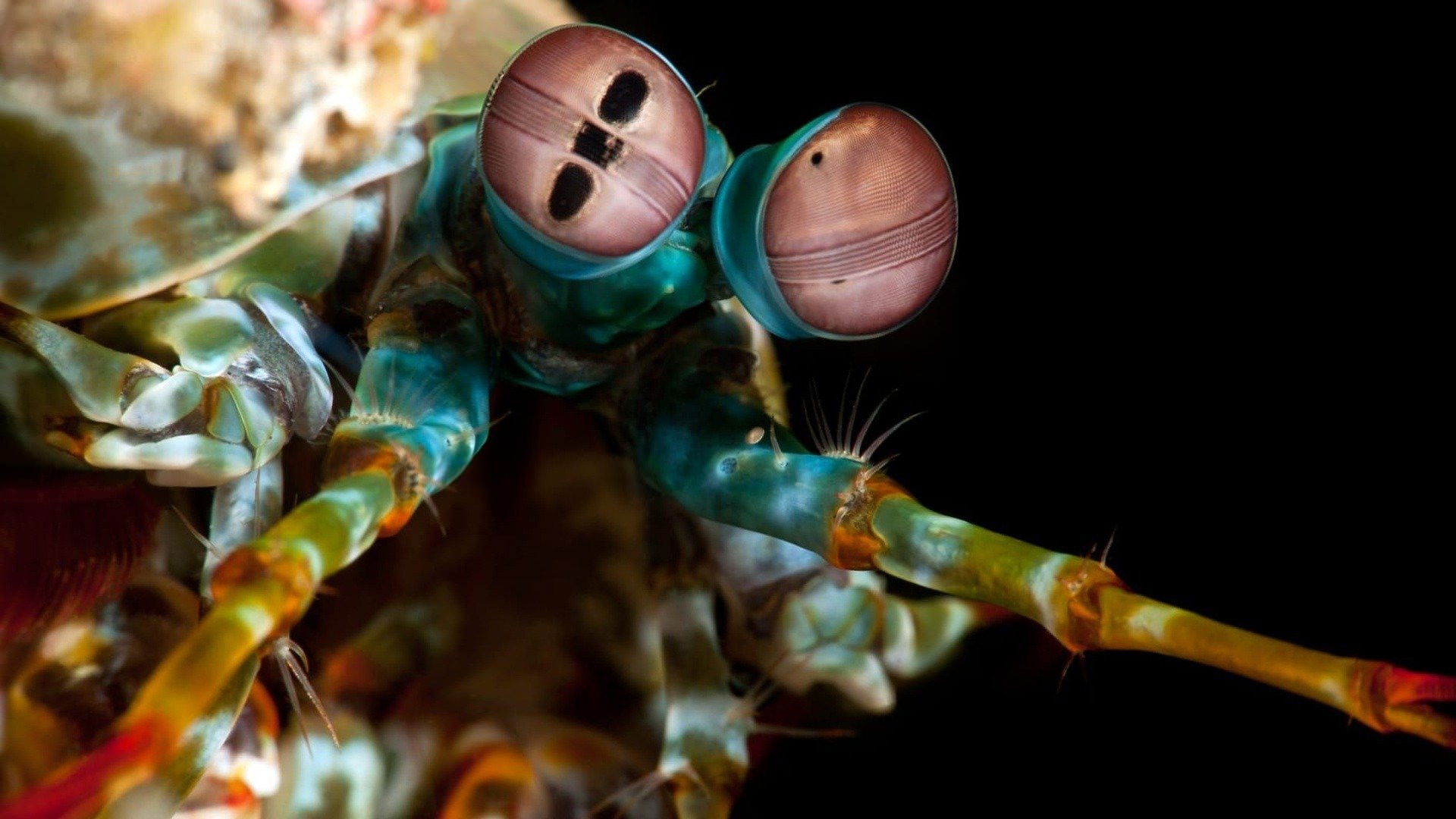 Backdrop for Ocean's Weirdest