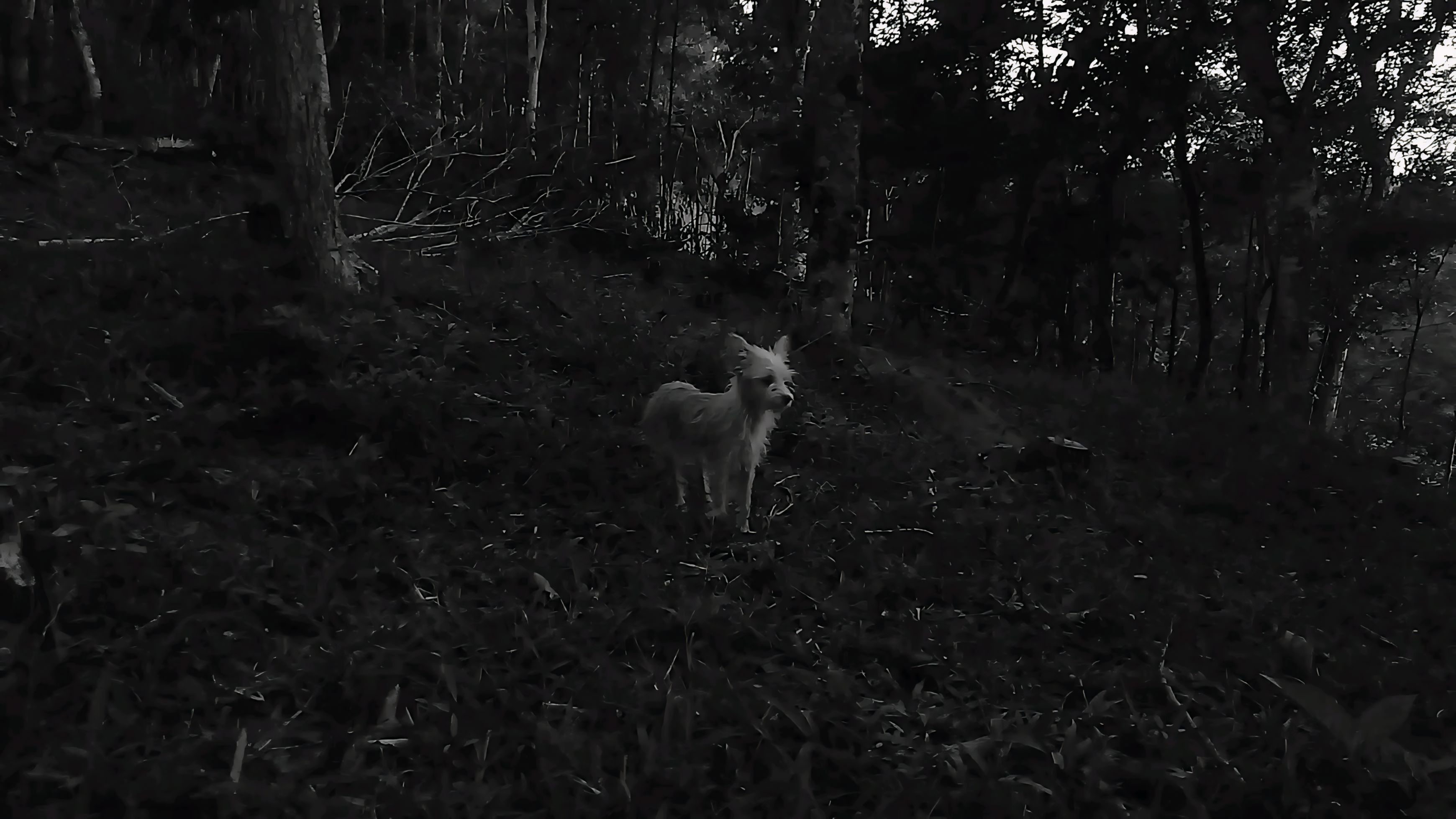 Backdrop for As Conspirações Alienígenas: part. I