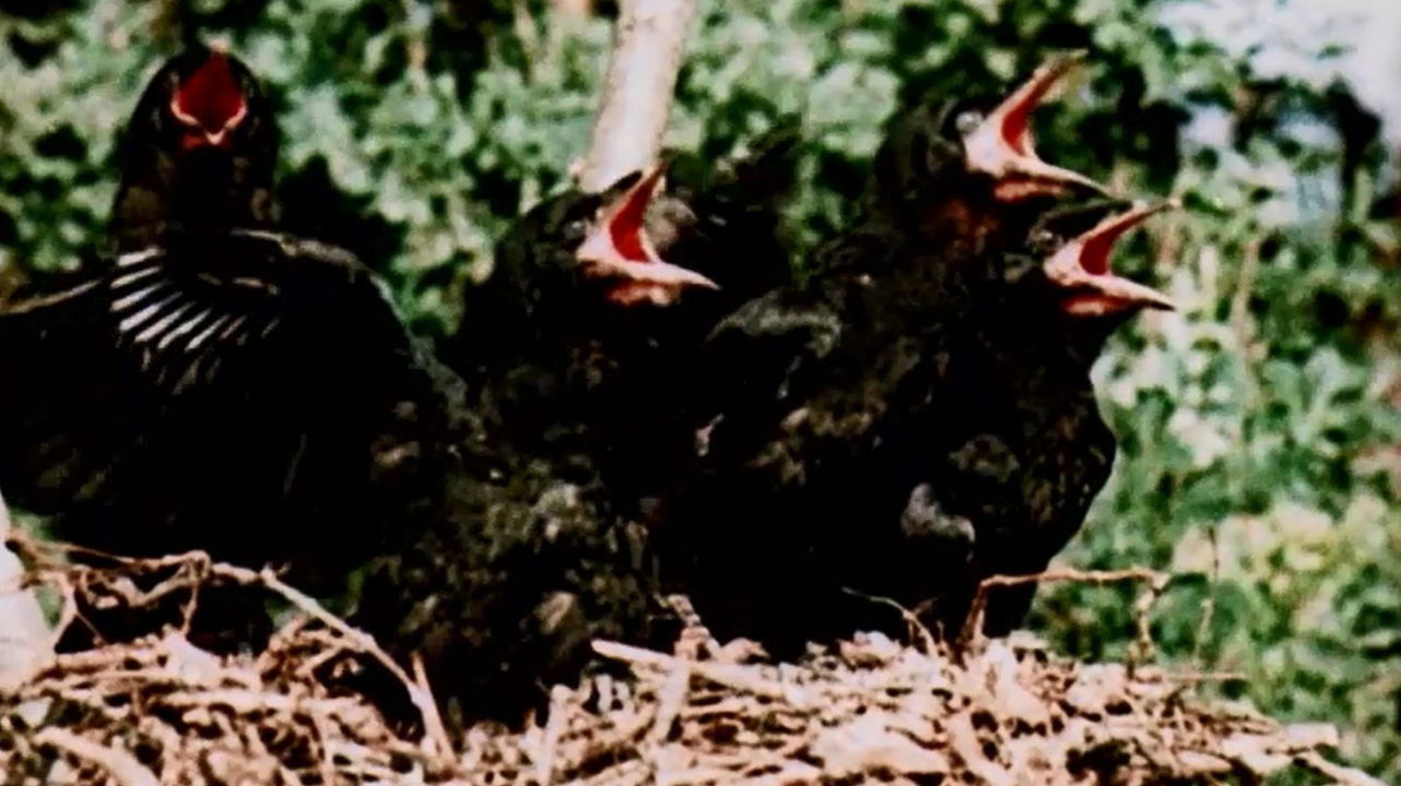 Backdrop for From Blossom Time to Autumn Frost