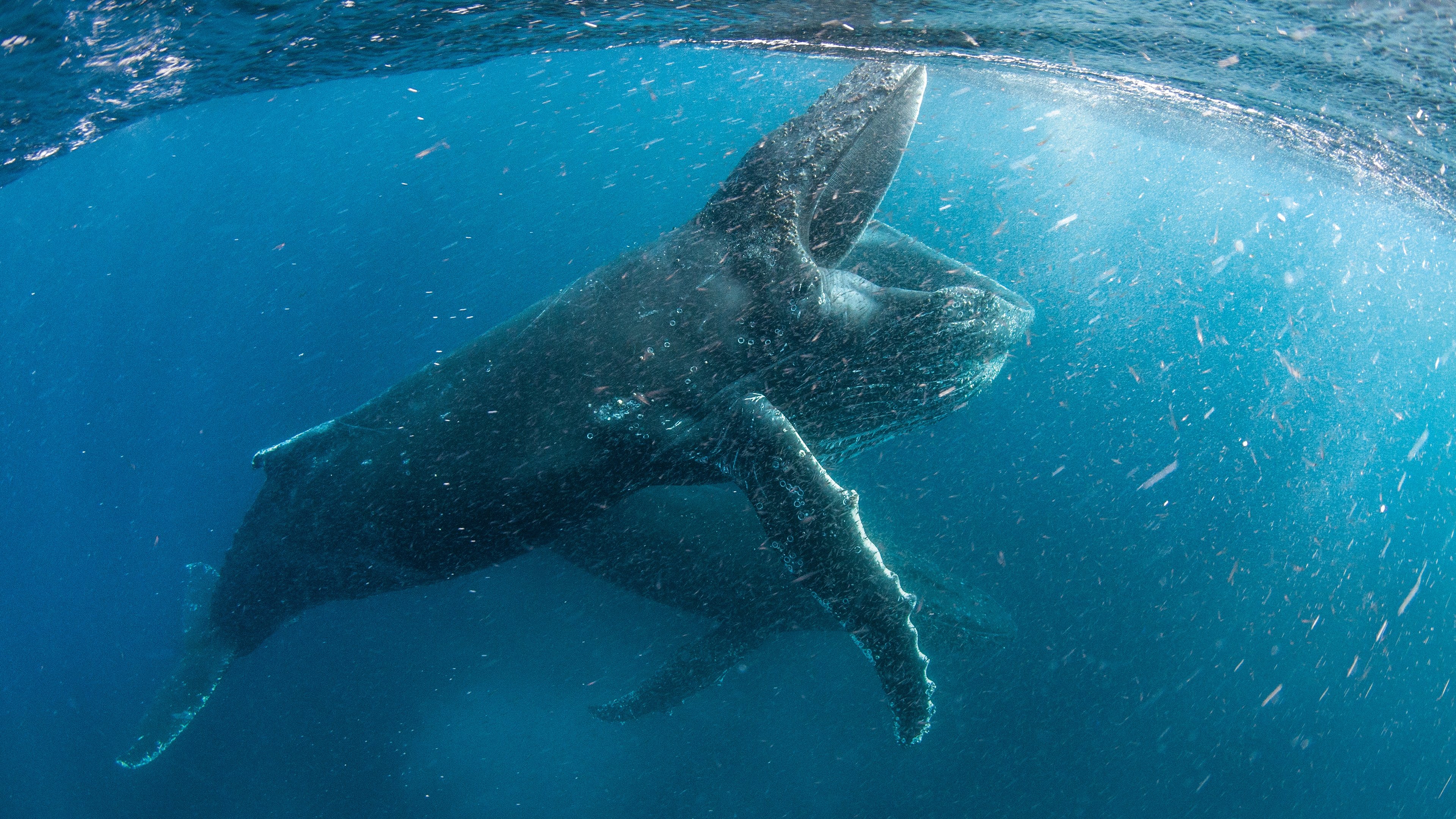 Backdrop for Our Planet