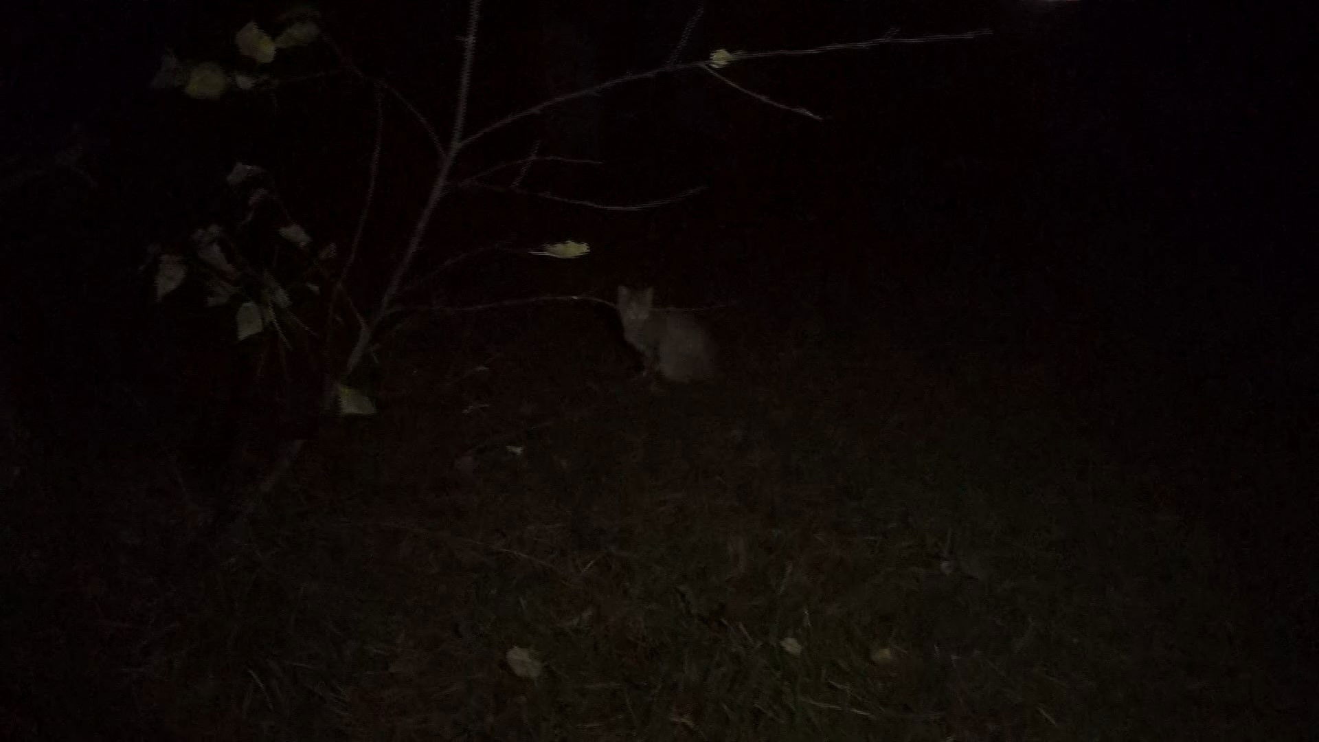 Backdrop for Marshmallow of Death