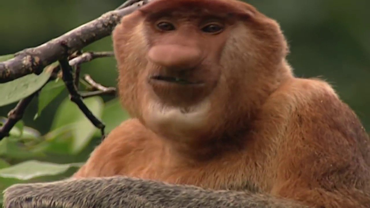Backdrop for Clown of the Jungle: The Proboscis Monkey of Borneo