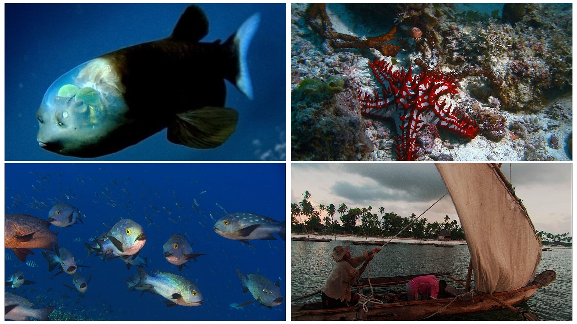 Backdrop for Die Ozeane - Geheimnisse der Weltmeere