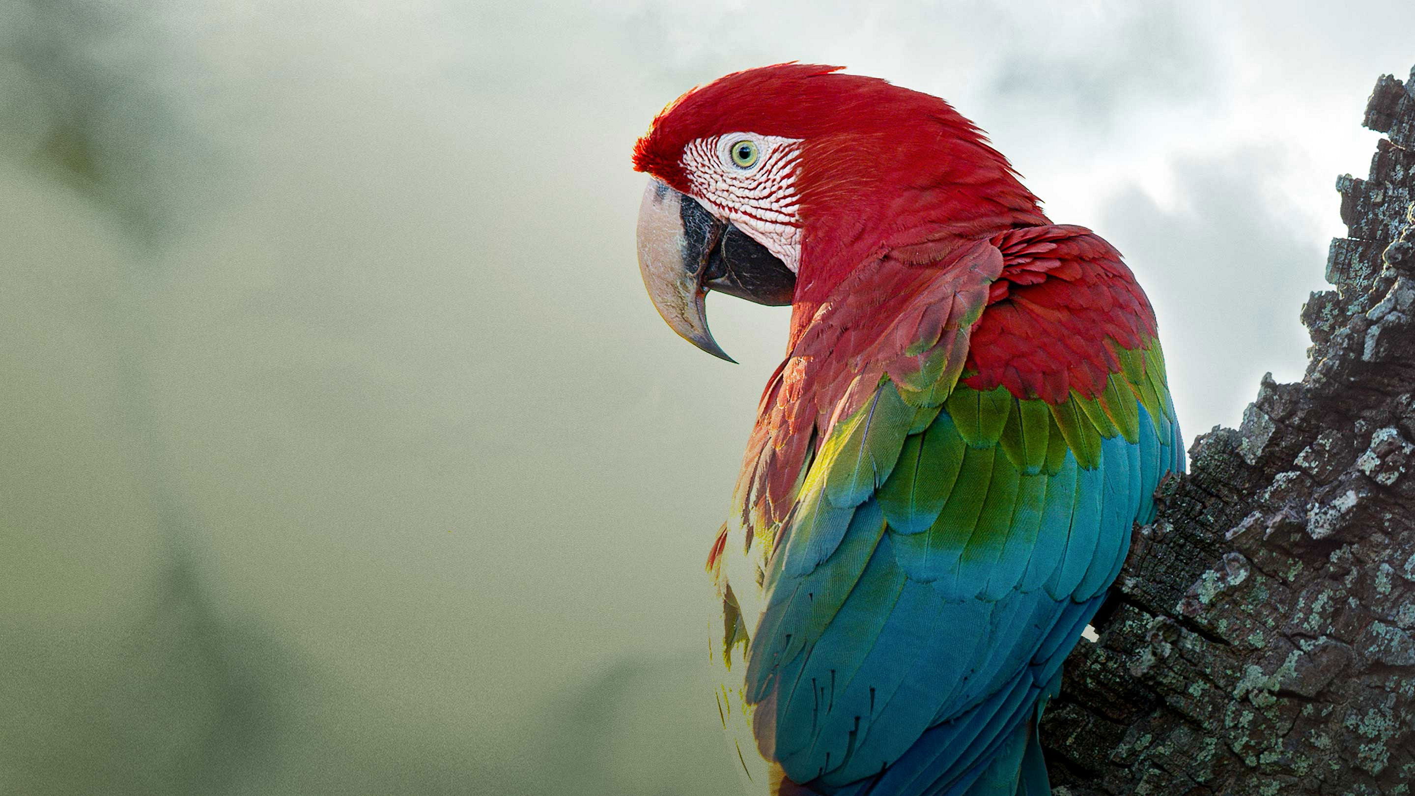 Backdrop for Brazil Untamed