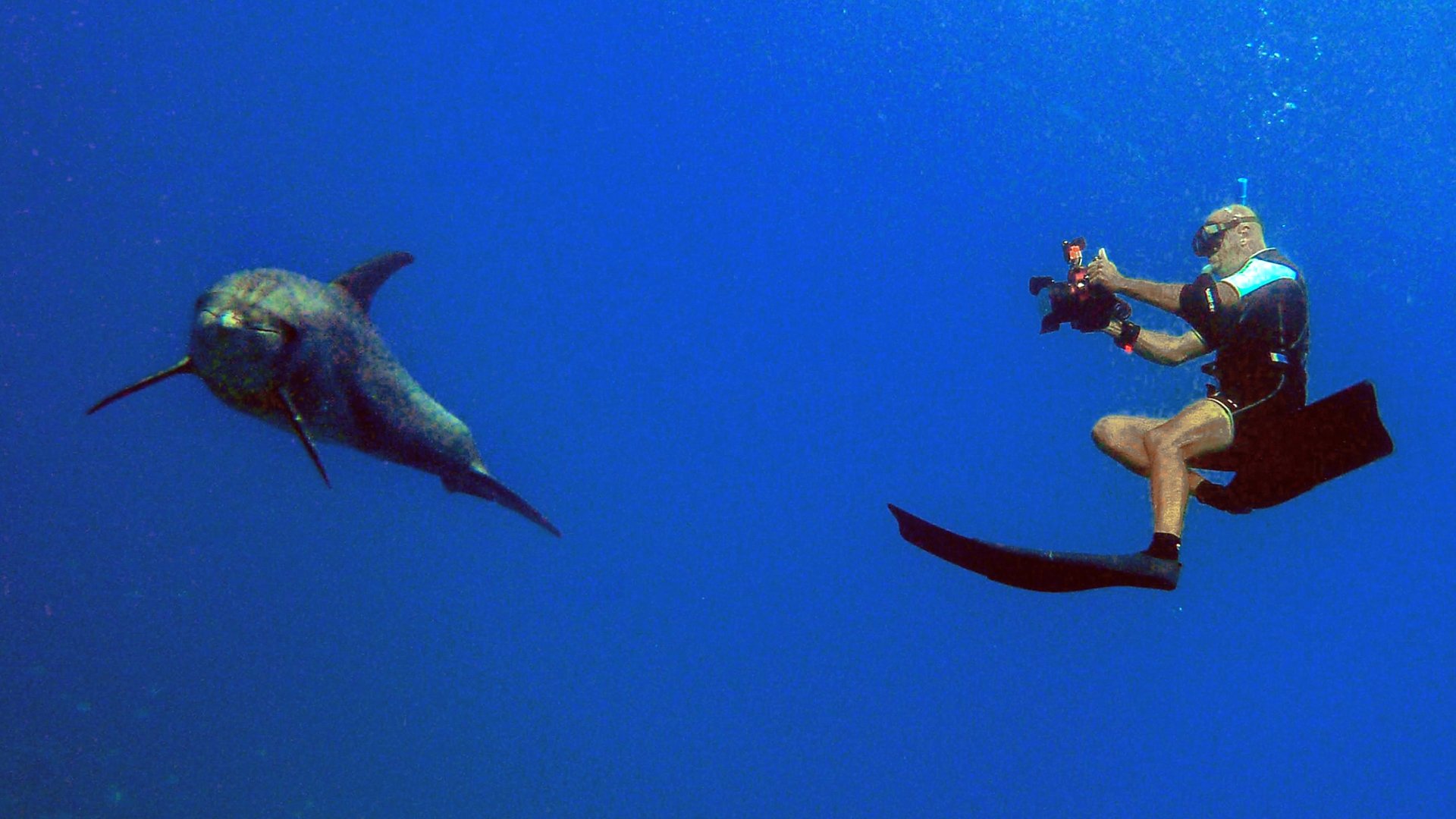 Backdrop for Homme et Dauphin : Mode d’emploi