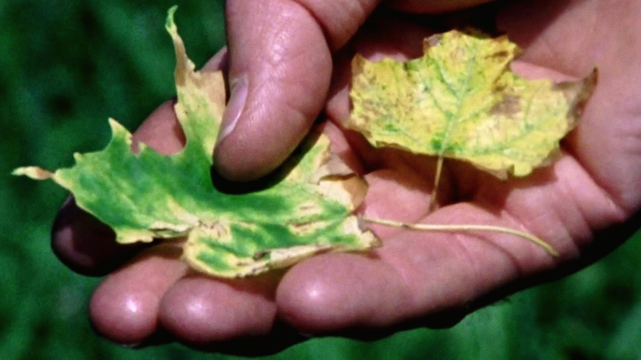 Backdrop for Trouble in the Forest