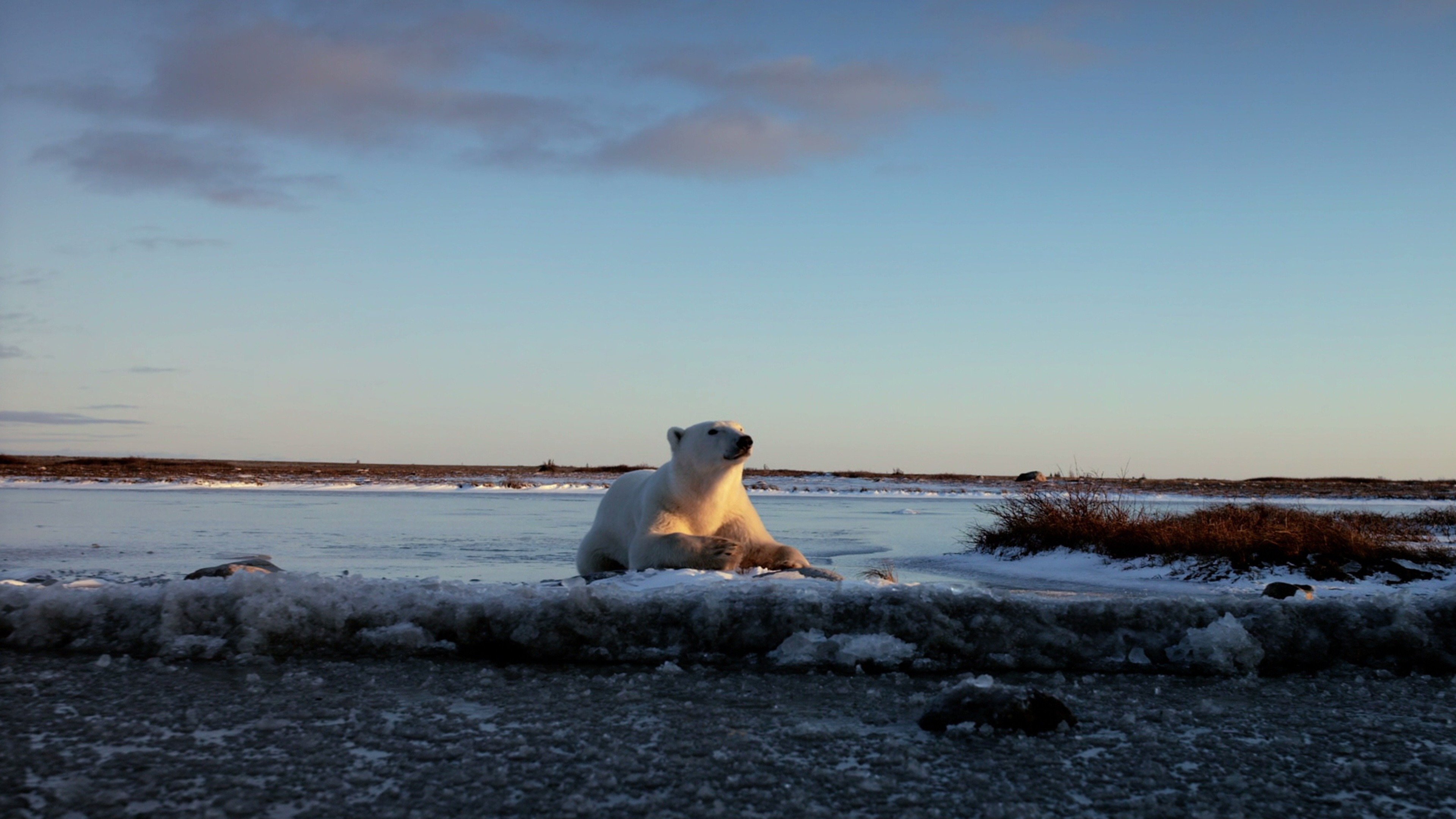 Backdrop for Wonders of the Arctic