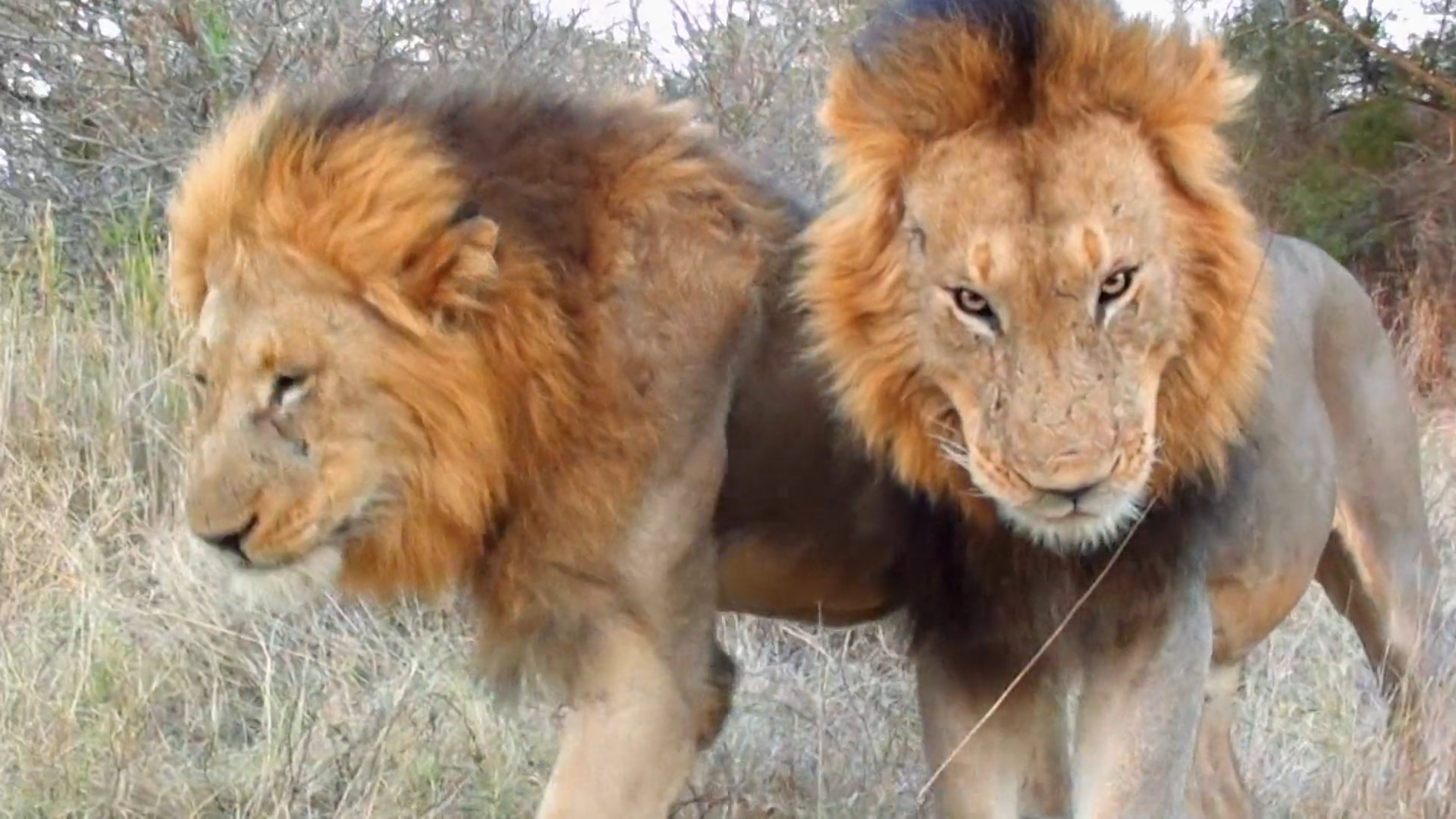 Backdrop for Cecil: The Legacy of a King