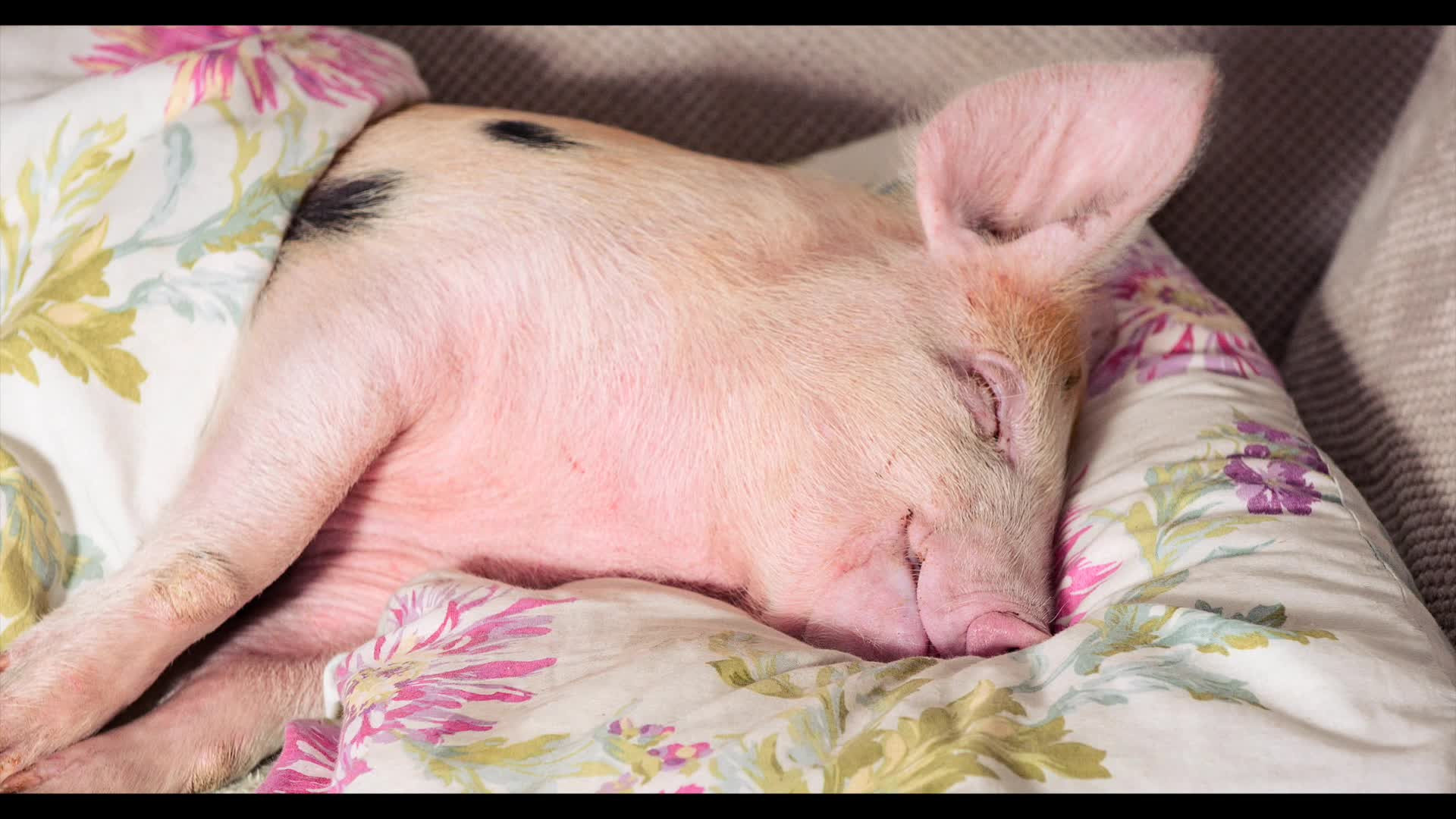 Backdrop for Magnificent Beast