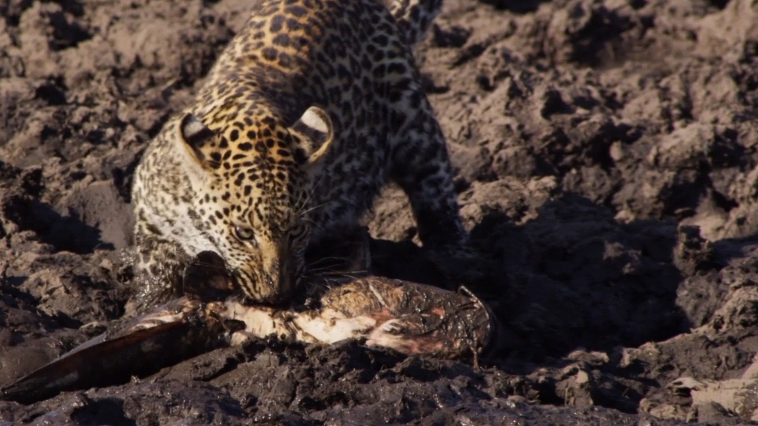 Backdrop for Africa's Fishing Leopards