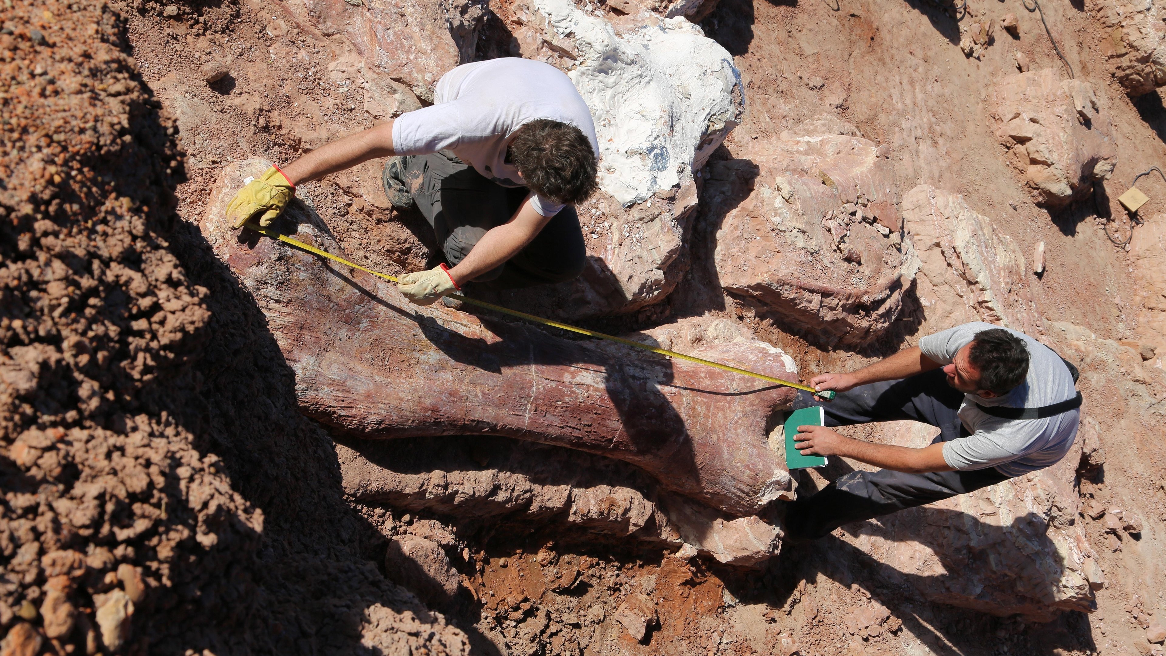 Backdrop for Attenborough and the Giant Dinosaur