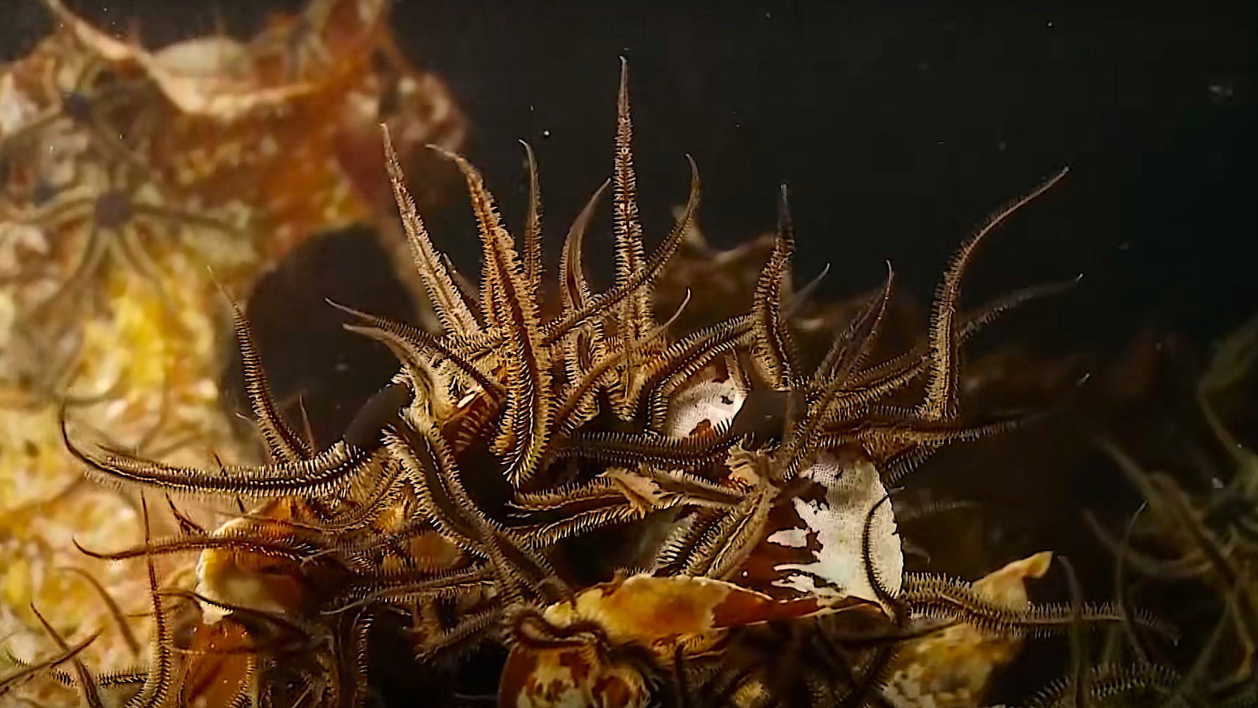 Backdrop for Alien Reefs