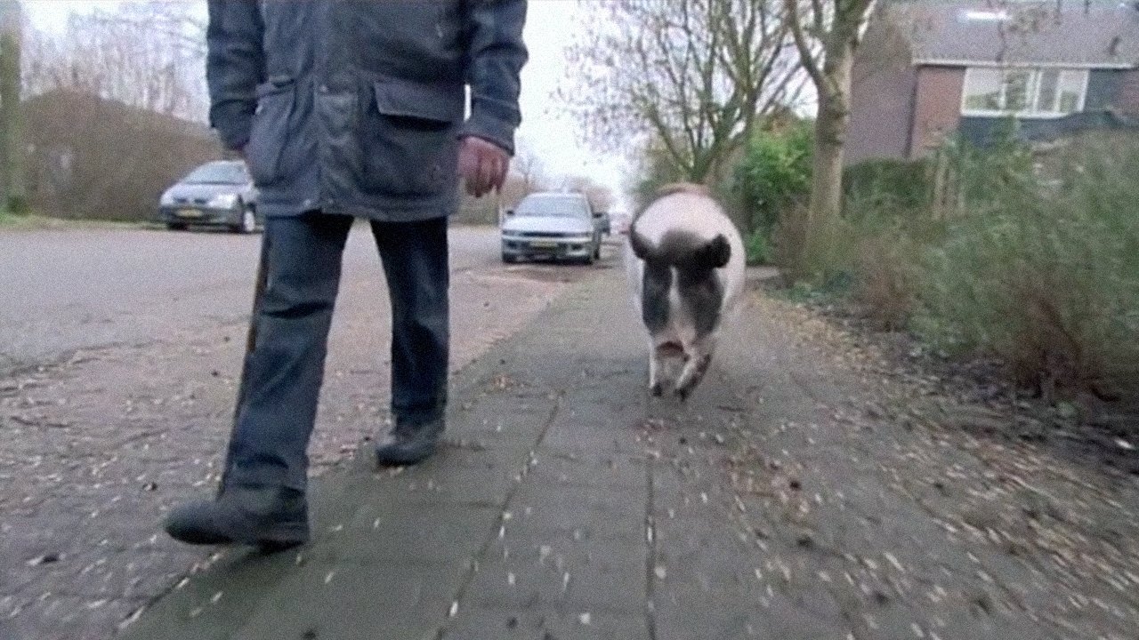 Backdrop for Divine Pig