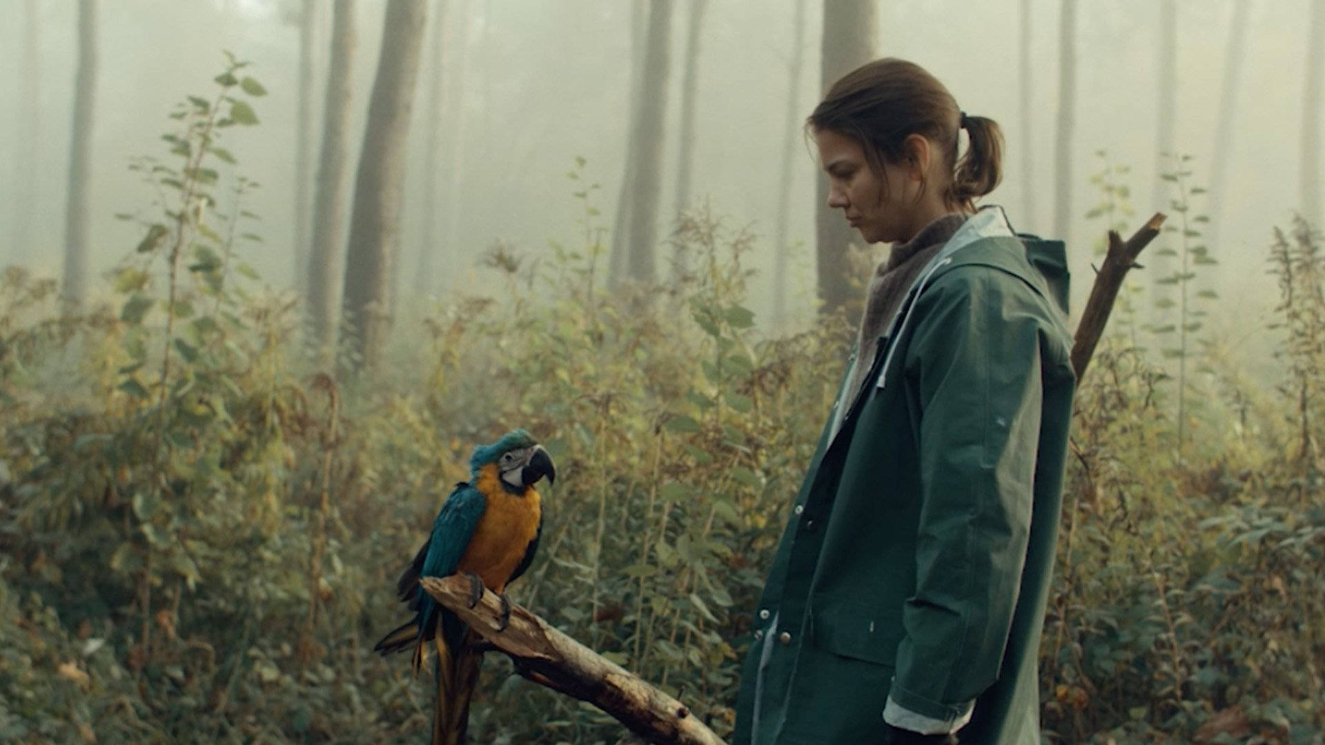 Backdrop for Kommt ein Vogel geflogen