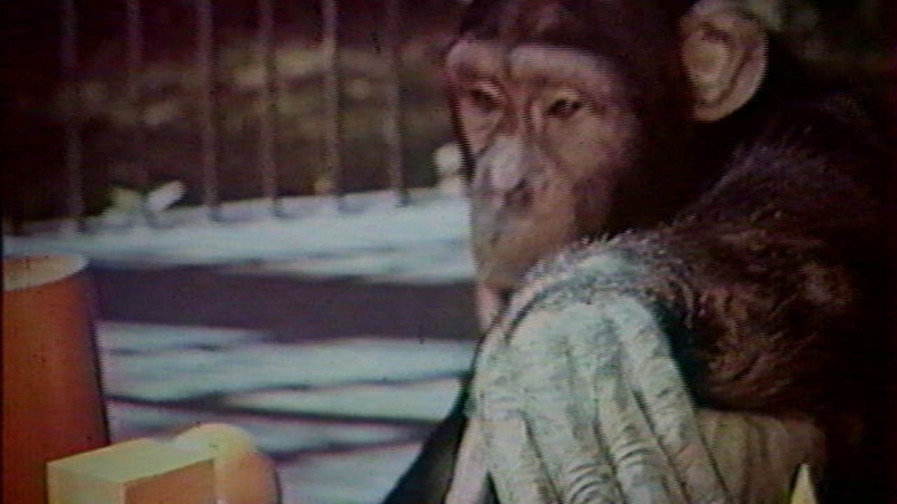 Backdrop for Do Animals Think?