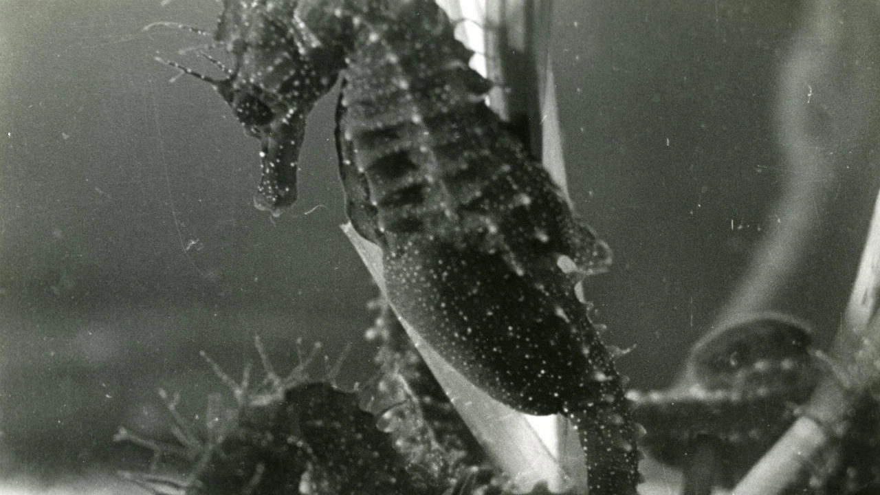 Backdrop for The Sounds of Science