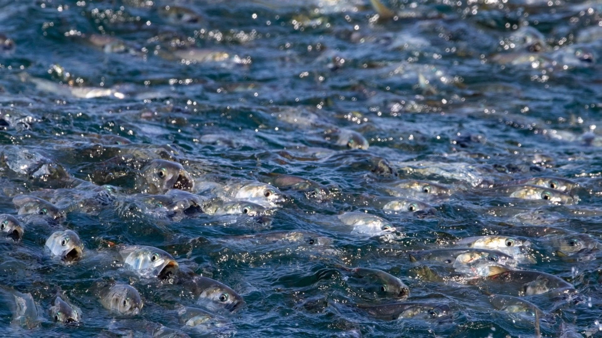 Backdrop for The Biggest Little Fish You've Never Seen
