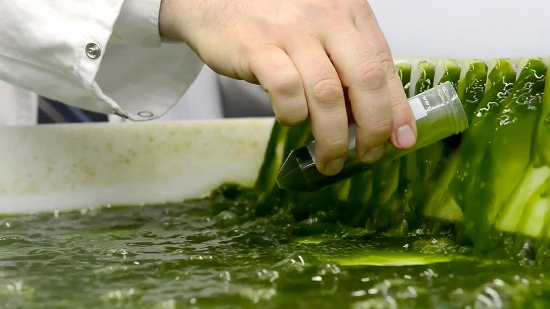 Backdrop for Algen: Ein unbekannter Rohstoff