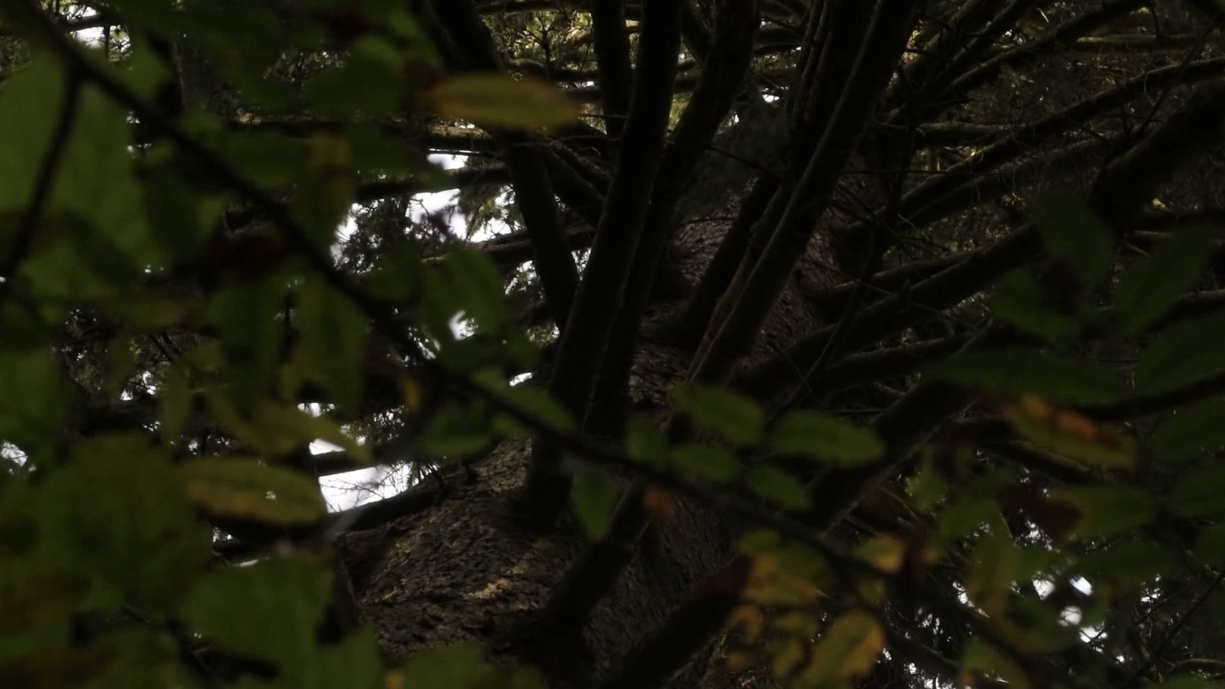 Backdrop for A Big Tree Makes Way For A Nice Shade
