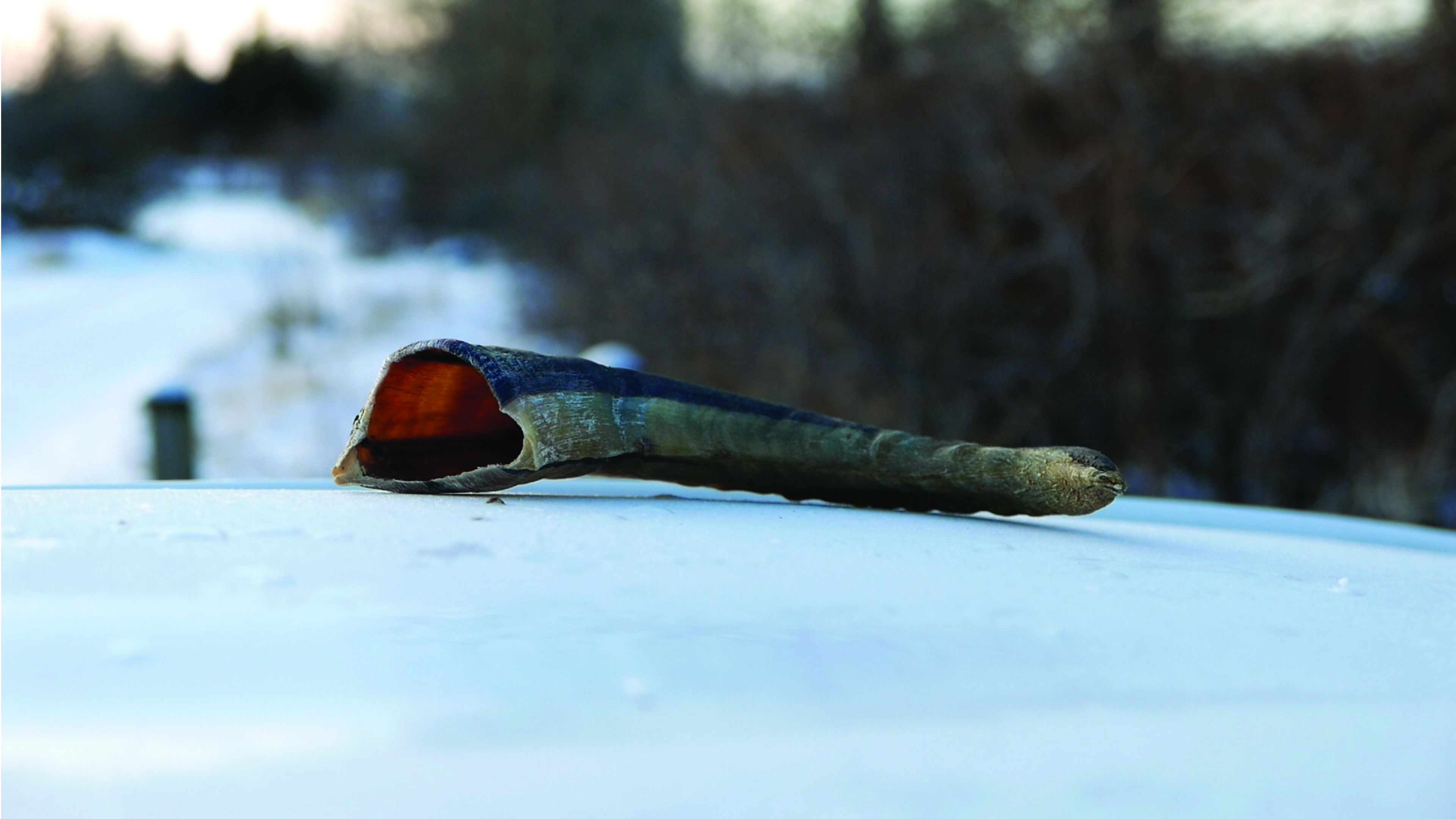 Backdrop for Bloodbath