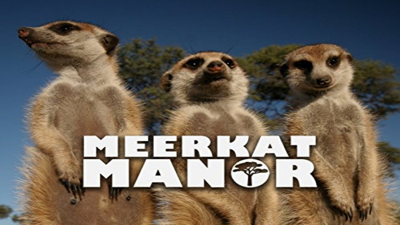 Backdrop for Meerkat Manor