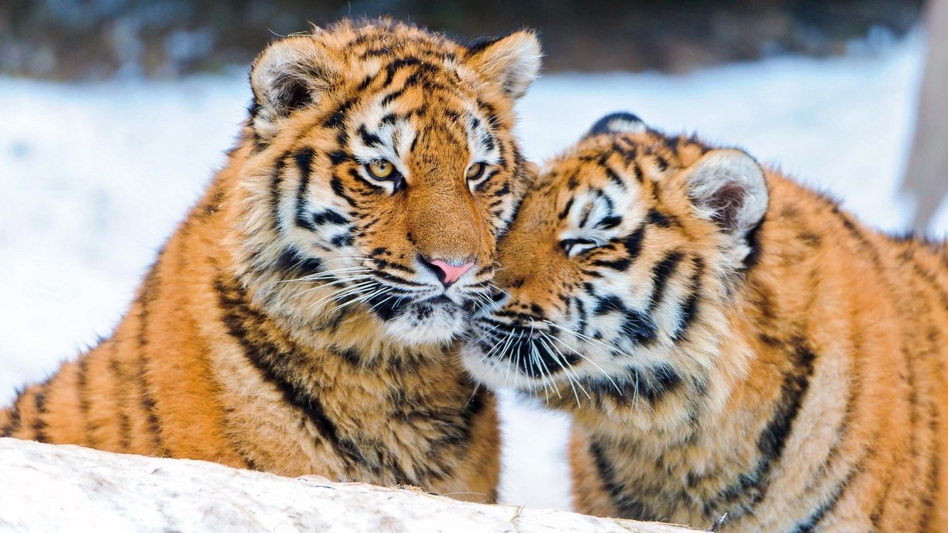 Backdrop for Tigers of the Snow