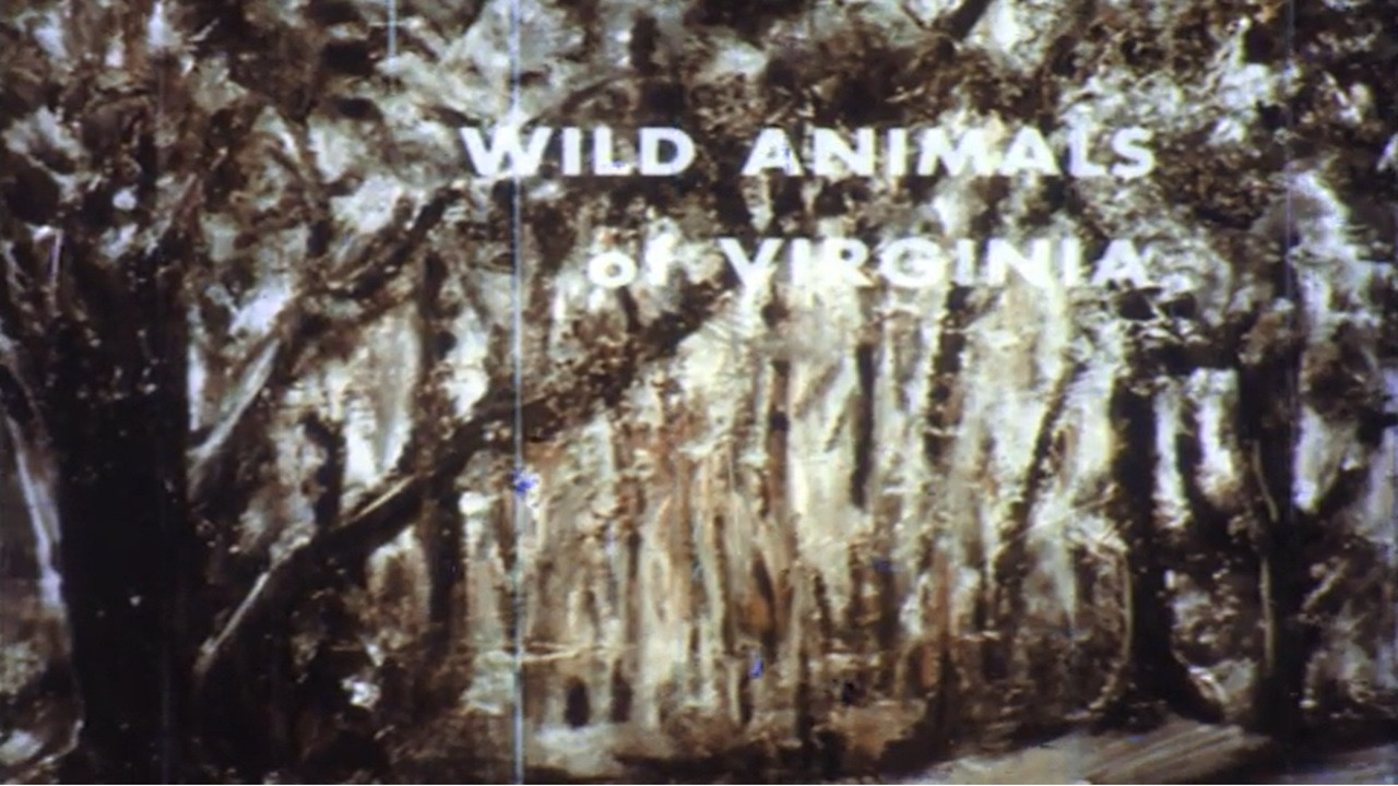 Backdrop for Wild Animals of Virginia