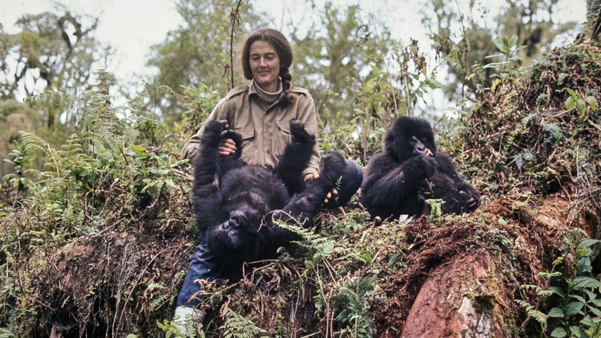 Backdrop for Dian Fossey: Ihr Leben für die Gorillas