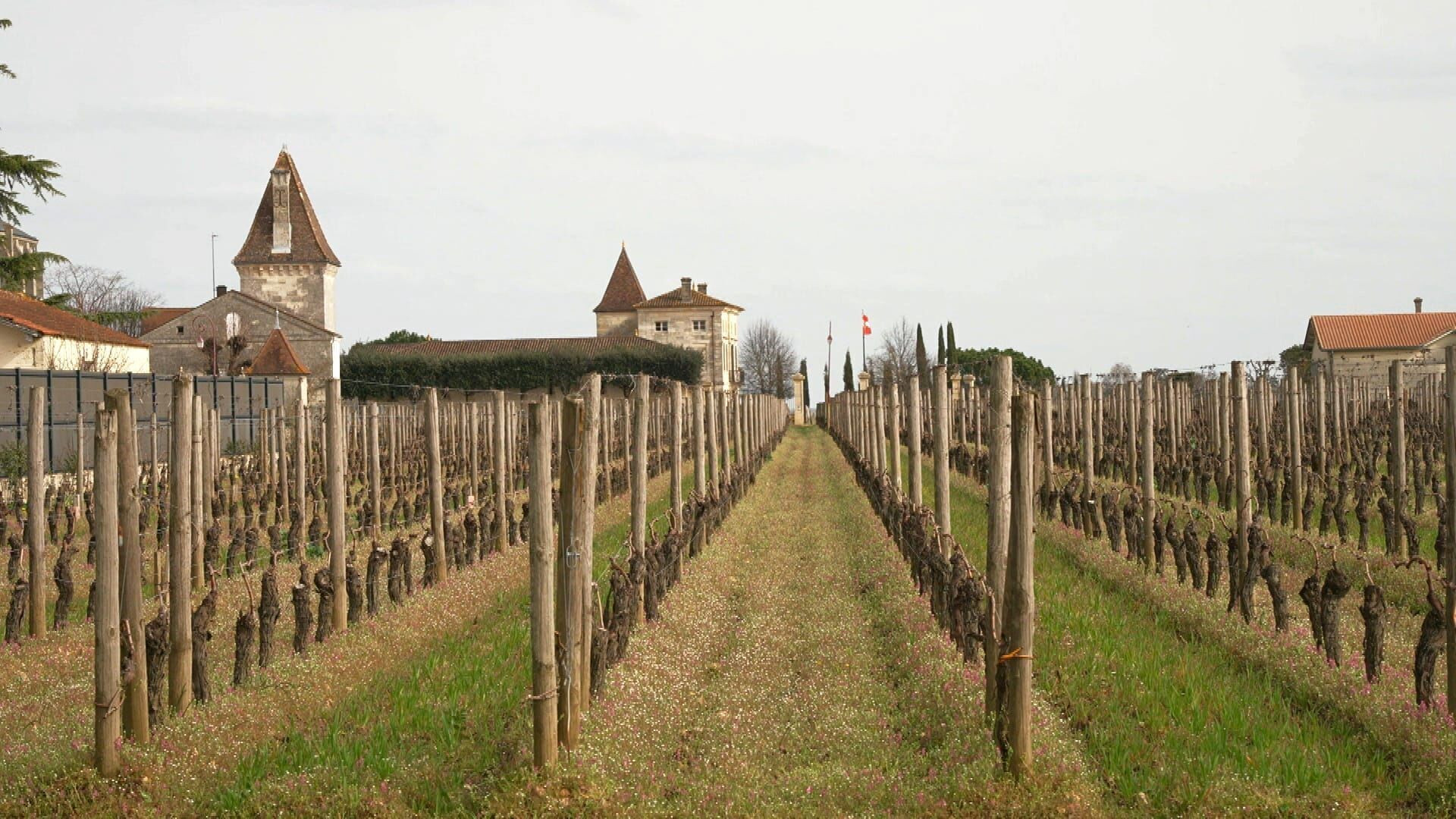 Backdrop for Labels : Des verts et des pas mûrs