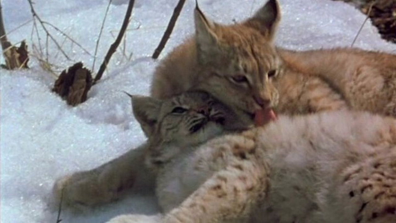 Backdrop for The Lynx Returns