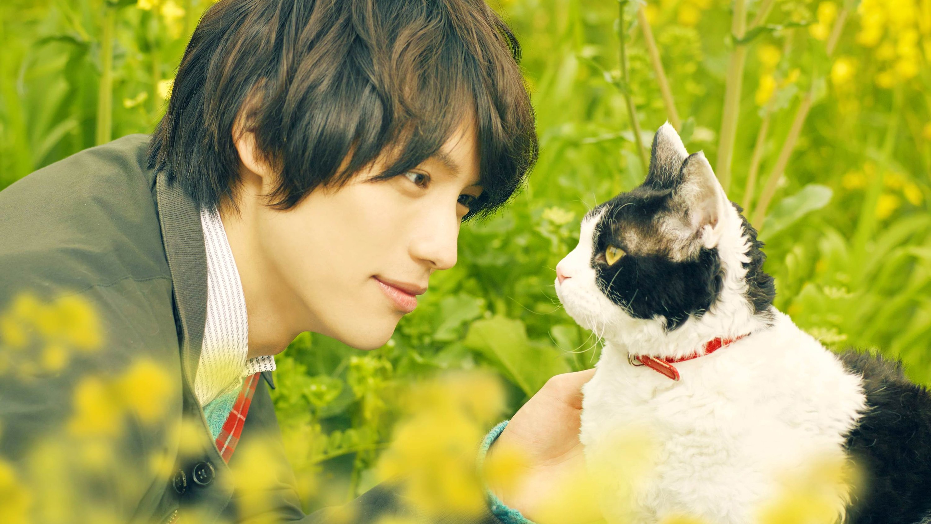 Backdrop for The Travelling Cat Chronicles