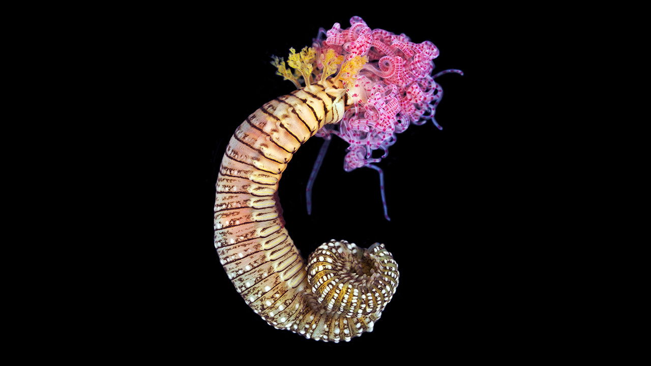 Backdrop for Reef Live