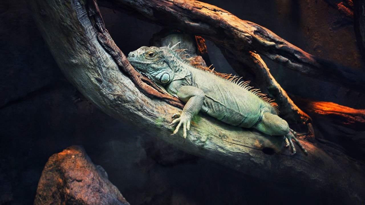 Backdrop for 72 Dangerous Animals: Latin America