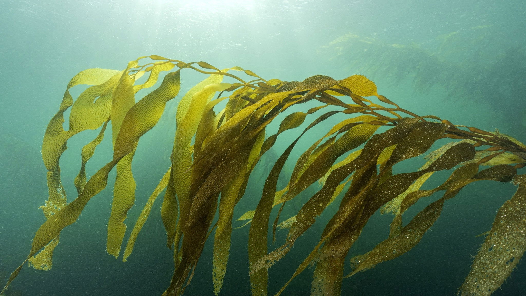 Backdrop for Pyrifera