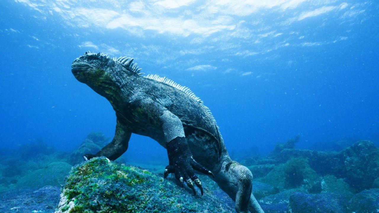 Backdrop for Galapagos 3D: Nature's Wonderland