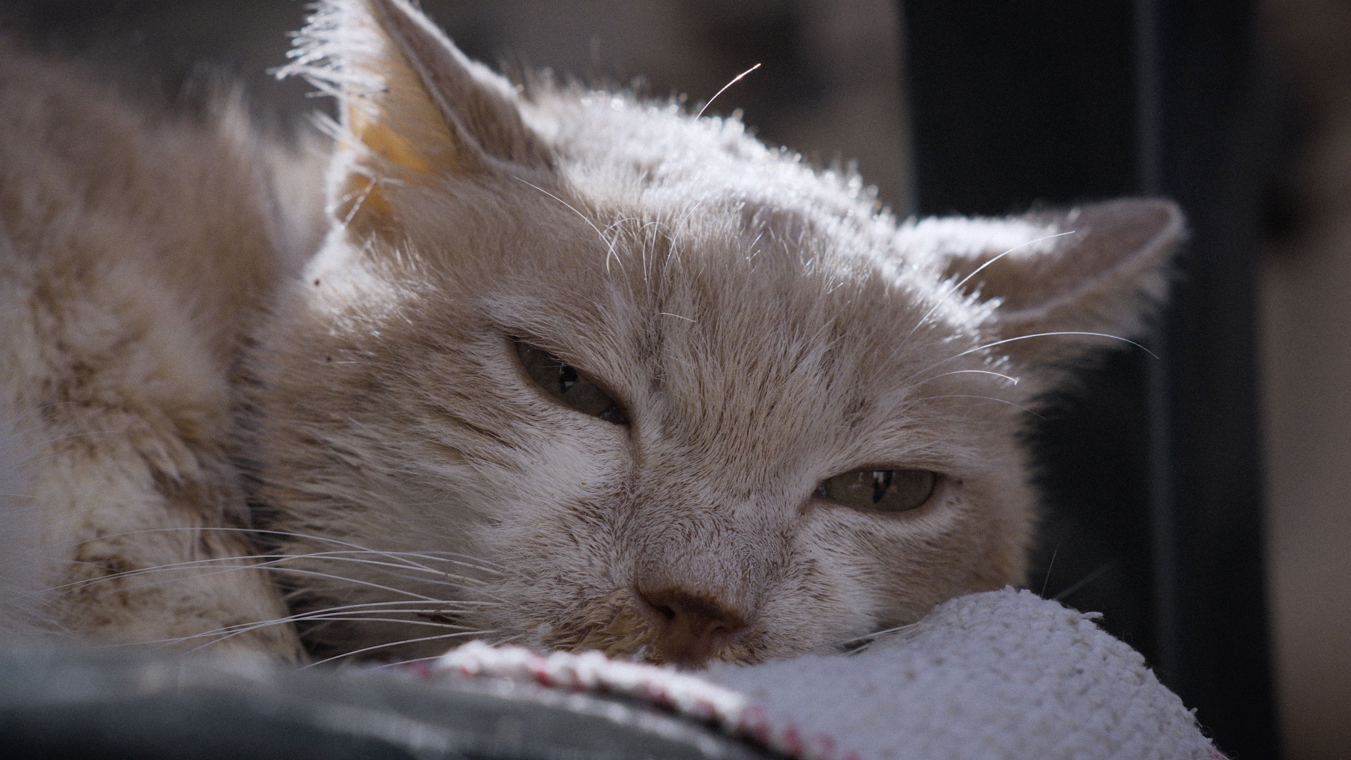 Backdrop for For the Love of Cats