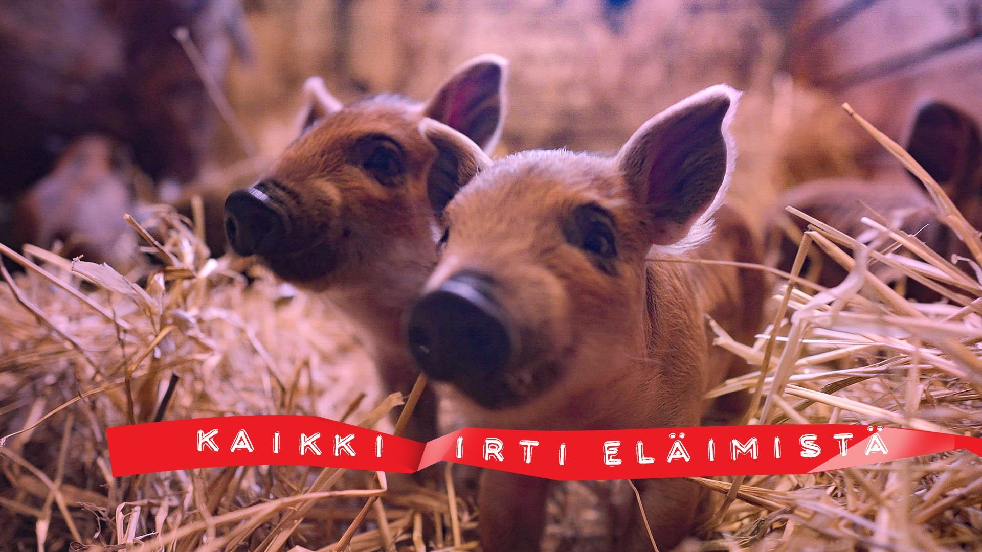 Backdrop for Kaikki irti eläimistä