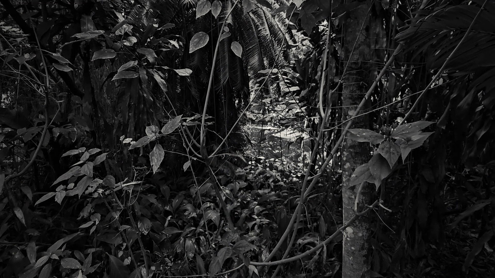 Backdrop for Horizontes