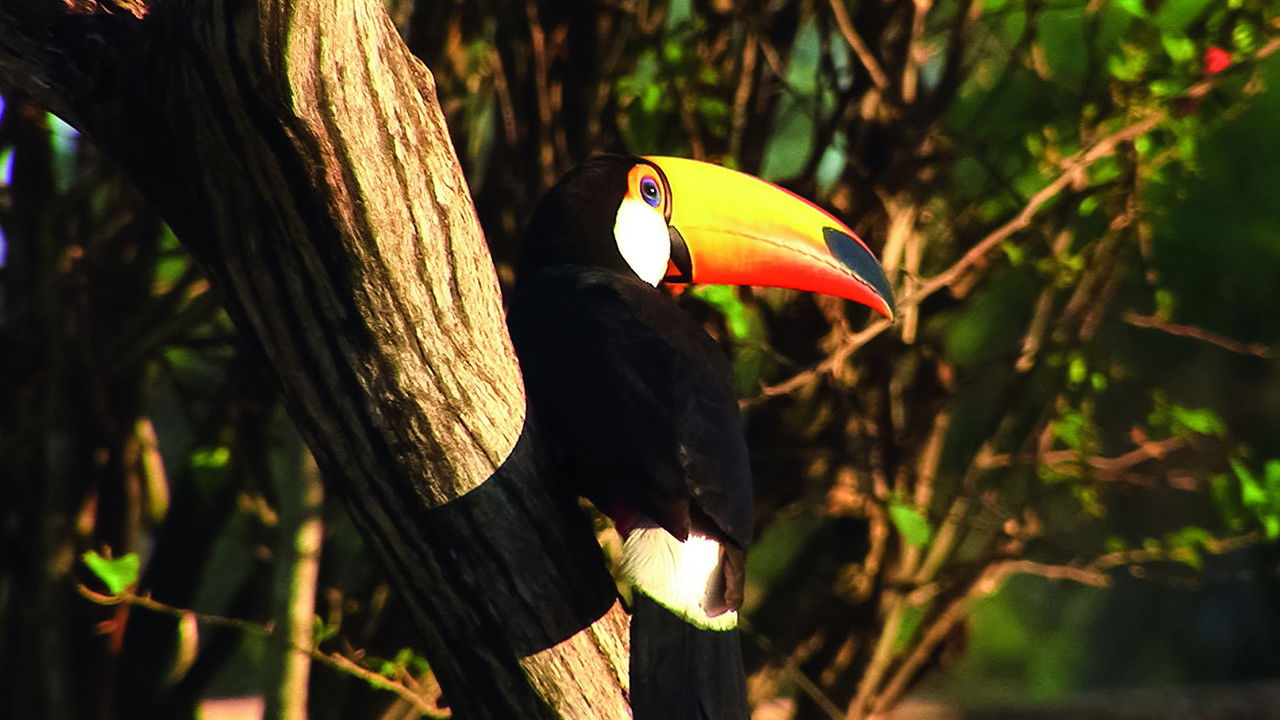Backdrop for Planet HD South America
